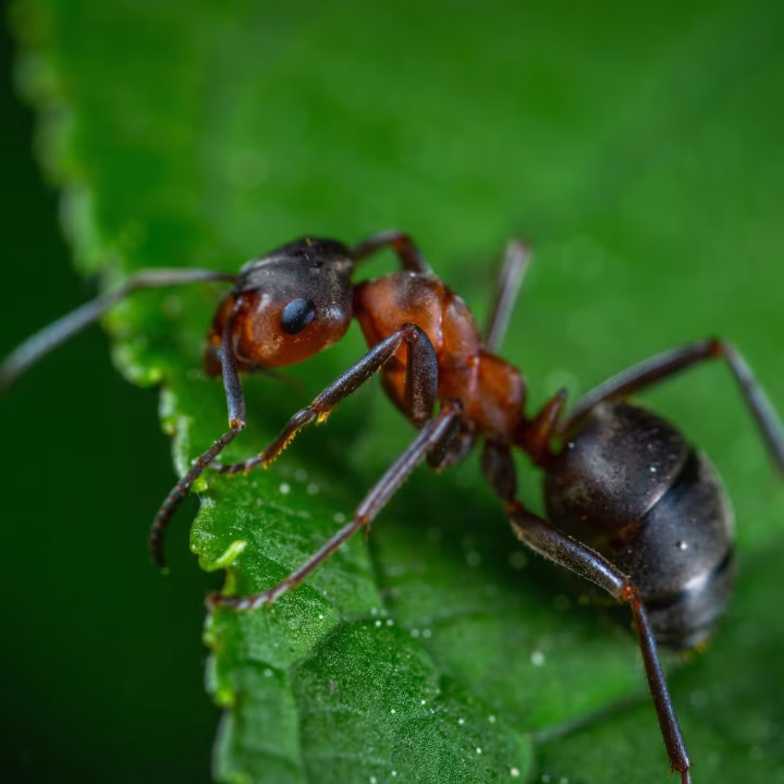 Close-up of a red-and-black ant on a green leaf, demonstrating an outdoor pest that can be managed by Pest control in Morgan Hill.