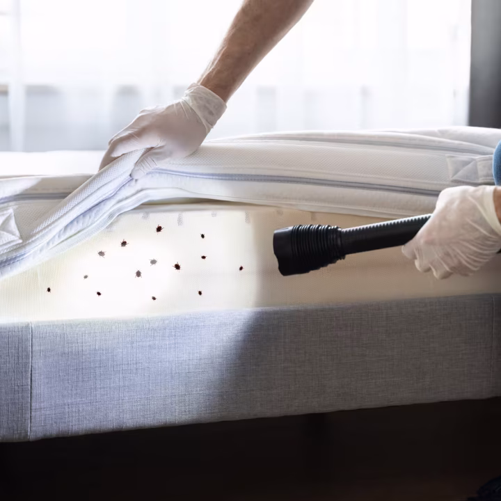 Morgan Hill Pest Control Examining a mattress infested with bed bugs, underscoring the need for Pest control in Morgan Hill.