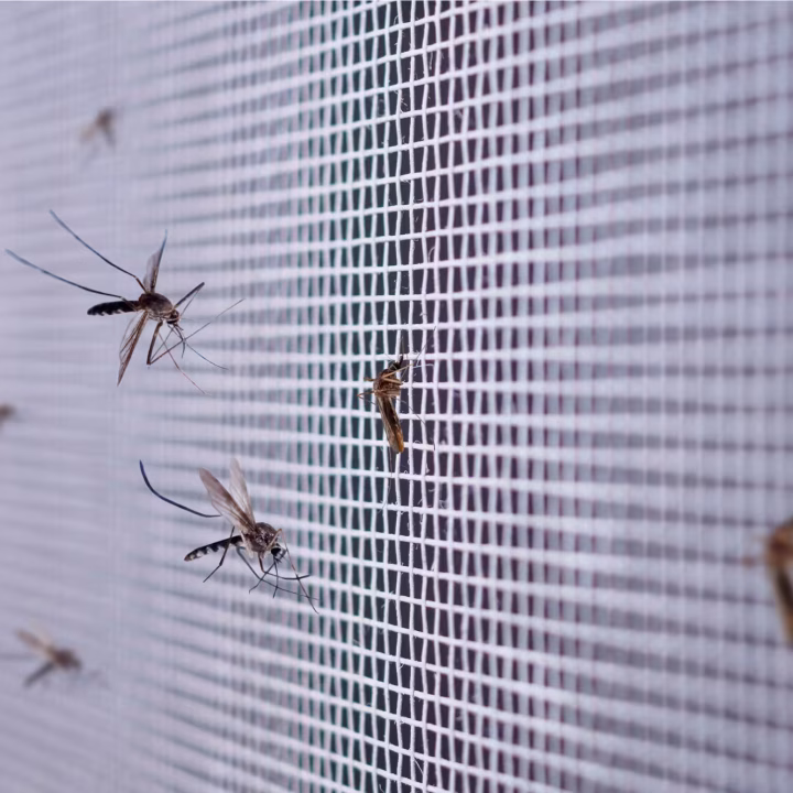 Morgan Hill Pest Control Mosquitoes clinging to a mesh screen—an infestation scenario managed by Pest control in Morgan Hill.