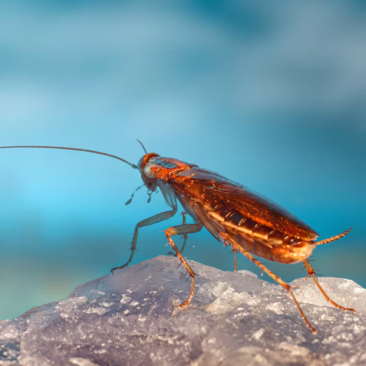 Morgan Hill Pest Control Brown cockroach perched on a crystal rock—commonly eliminated by Pest control in Morgan Hill.