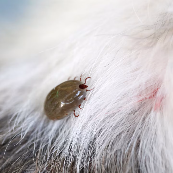Morgan Hill Pest Control An engorged tick attached to an animal’s fur, demonstrating why pet owners rely on Pest control in Morgan Hill.
