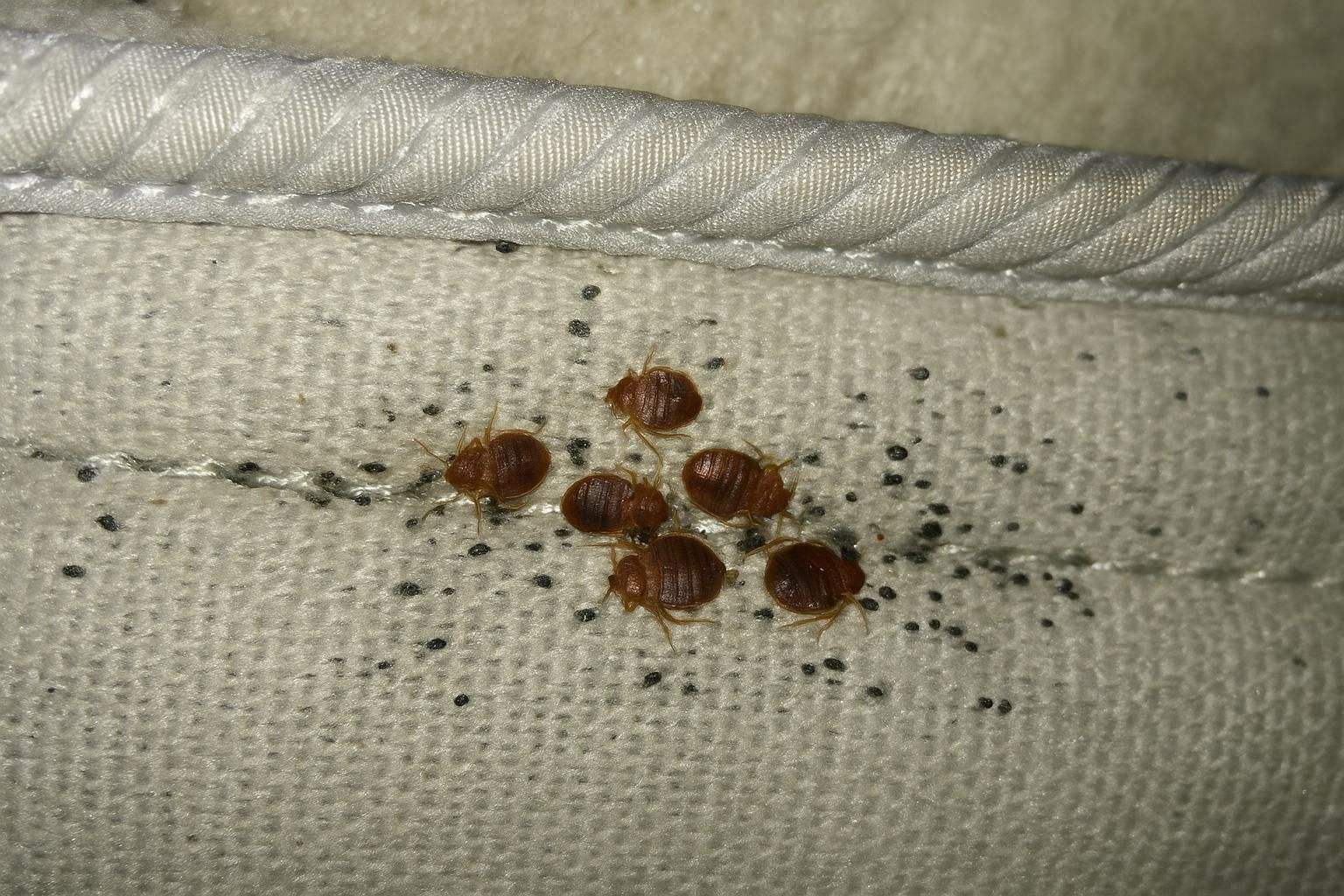Bed bugs in the seam of a mattress in a Morgan Hill home