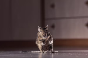 A small, brown rodent on a floor, highlighting a common indoor pest controlled by Pest control in Morgan Hill.